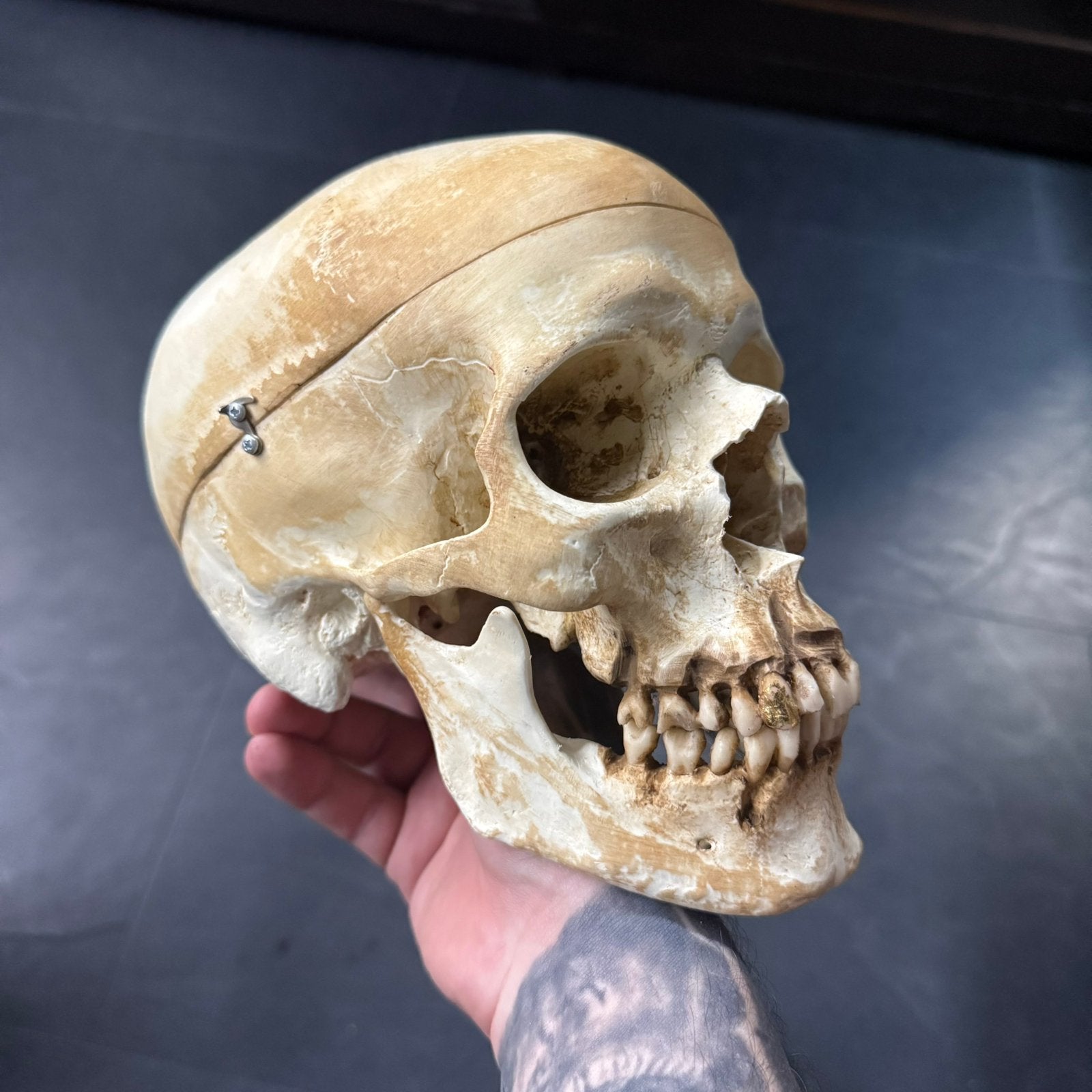 Realistische mensen schedel gouden tand anatomie, Ophalen of Verzenden, Zo goed als nieuw, Schedel