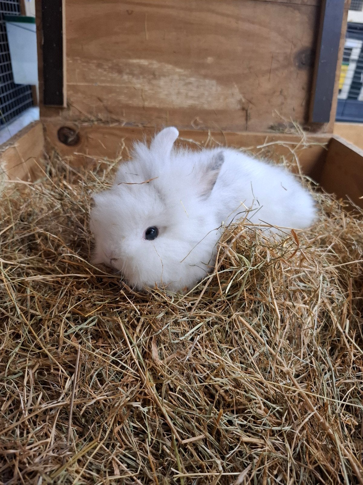Mooie dwergkonijntjes in verschillende kleuren, Dieren en Toebehoren, Konijnen, Meerdere dieren, Dwerg
