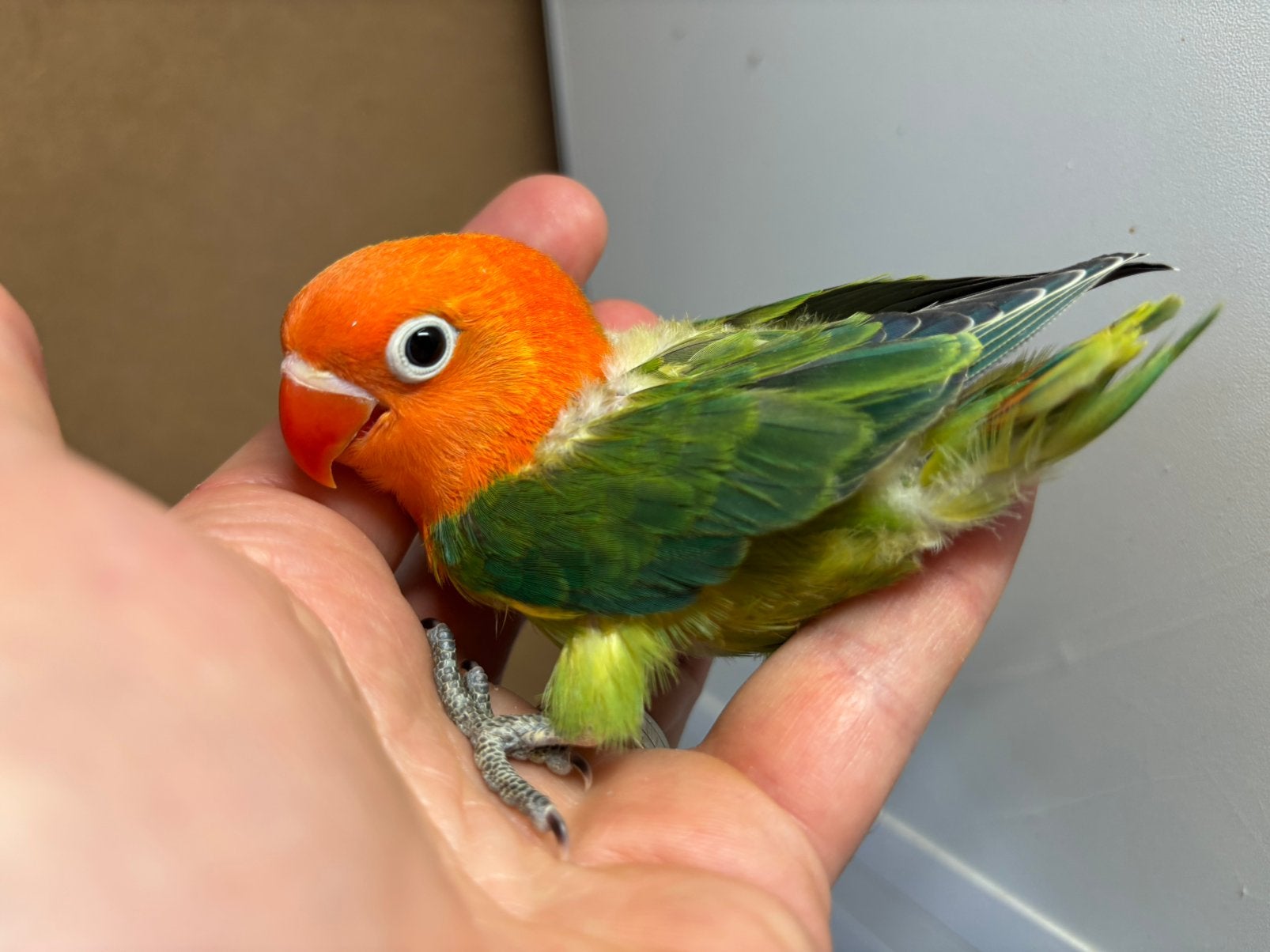 Jonge groene opaline agapornis fischeri dwergpapegaai, Dieren en Toebehoren, Vogels | Parkieten en Papegaaien, Geslacht onbekend