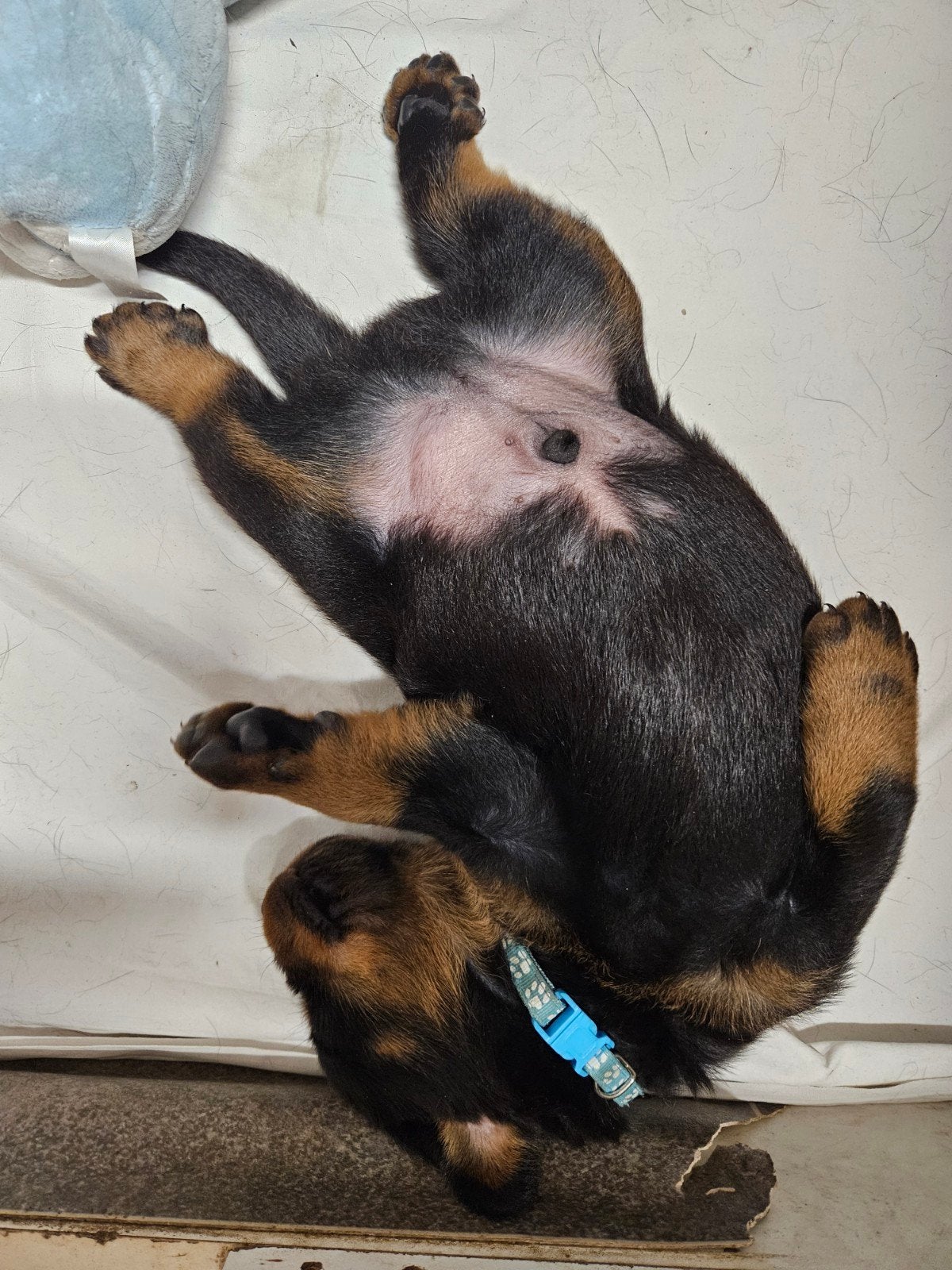 Beauceron pups met stamboom, Parvo, Reu, 8 tot 15 weken, Eén hond