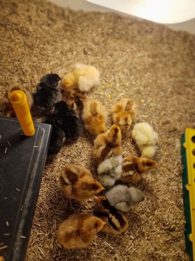 Kleurlegger gesekste Hanen, Dieren en Toebehoren, Pluimvee, Vrouwelijk, Kip