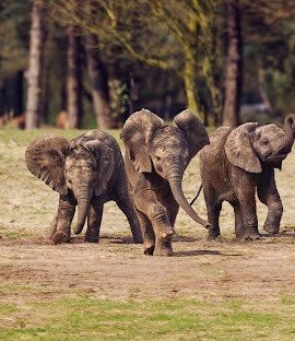 burgers zoo 4 kaarten, Drie personen of meer, Ticket of Toegangskaart