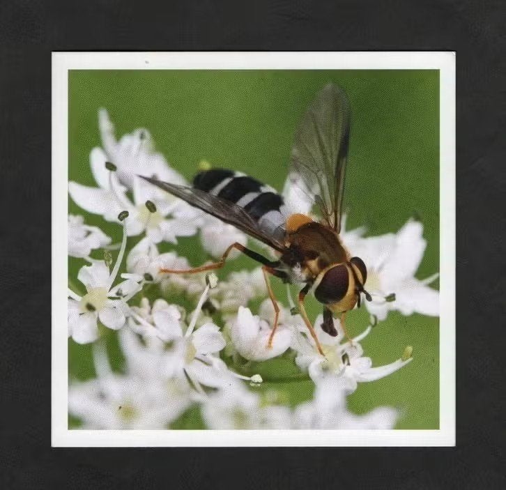 Insect Witte Halvemaanzweefvlieg Scaeva Pyrastri., Ophalen of Verzenden, 1980 tot heden, Ongelopen, Overige soorten