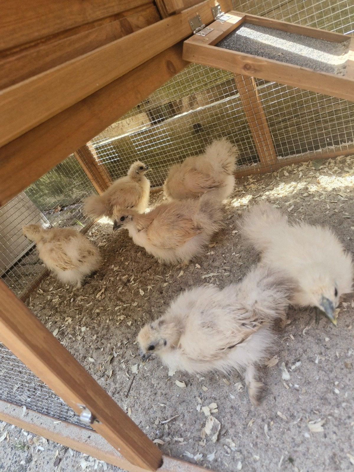 Zijdehoender kuikens, Dieren en Toebehoren, Pluimvee, Kip, Geslacht onbekend