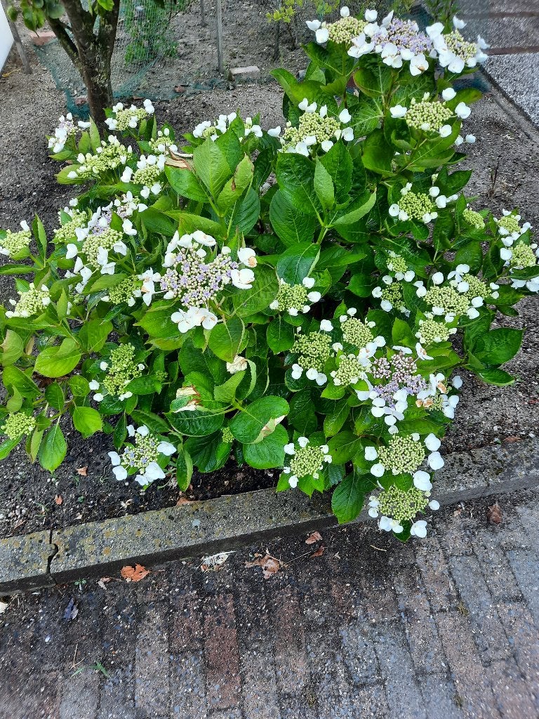 hortensia, Overige soorten, Vaste plant, Ophalen of Verzenden, Halfschaduw