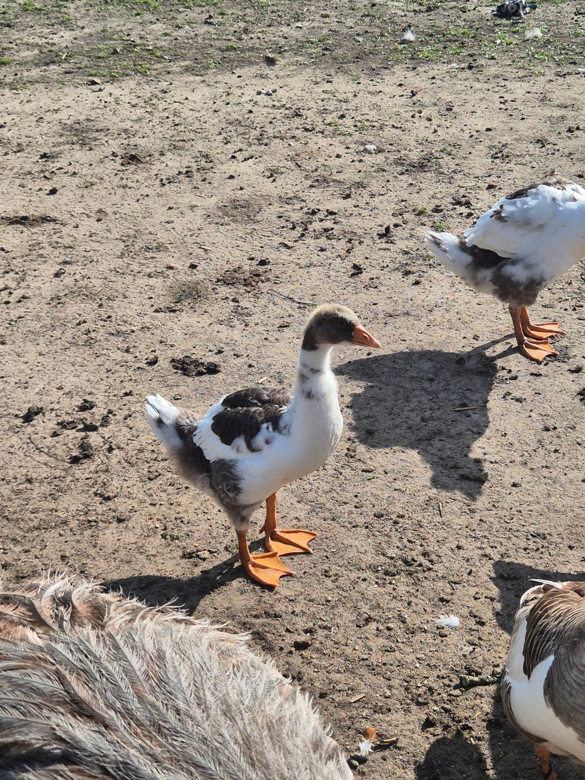 Jonge Twentse Landganzen, Meerdere dieren, Gans of Zwaan