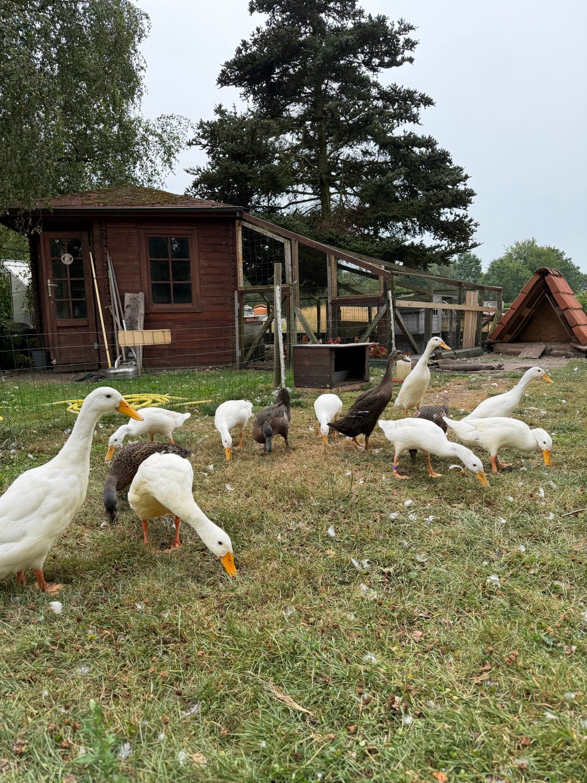 Indische loopeend (gratis mits ze naar een goed thuis gaan), Geslacht onbekend, Eend