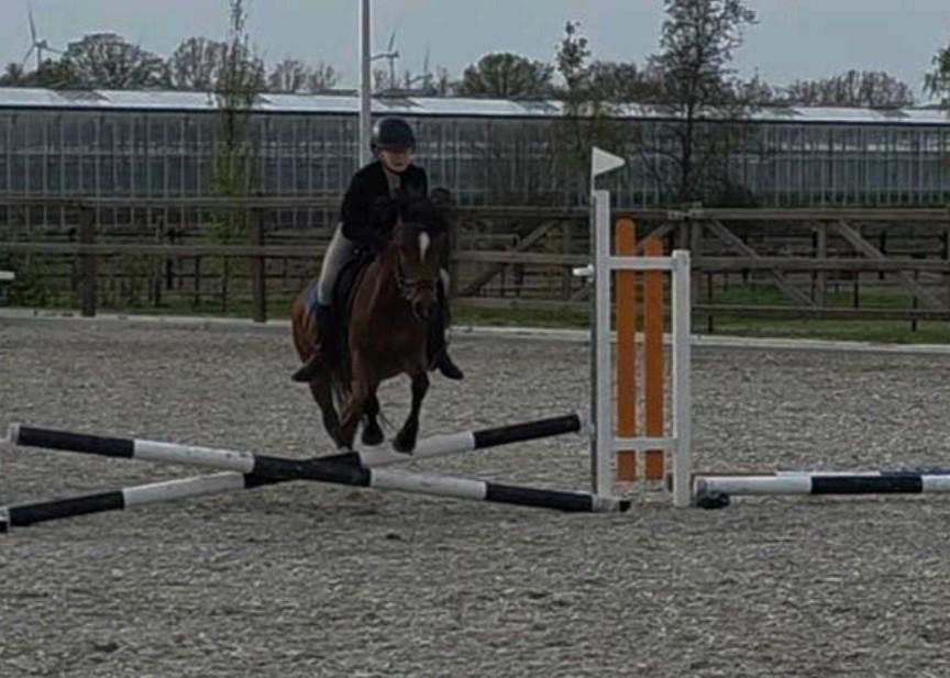 Ik zoek een verzorgpaardje / grote pony, Ophalen of Verzenden