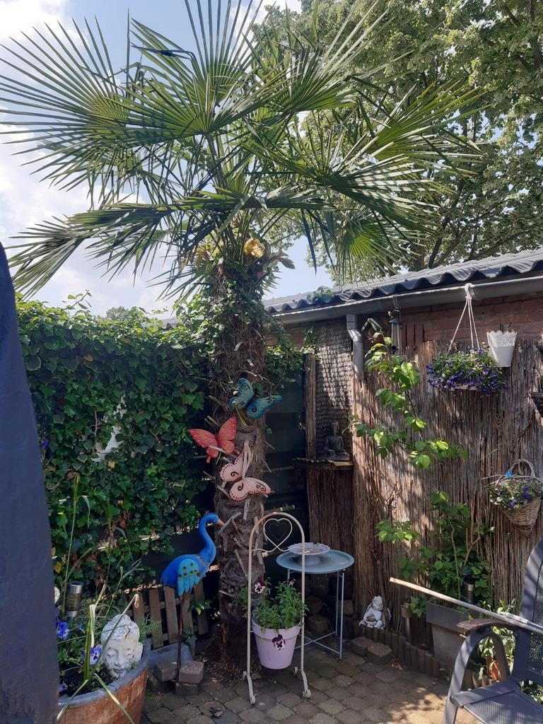 Palmboom, Tuin en Terras, Planten | Bomen, 100 tot 250 cm, Zomer, Palmboom, Ophalen