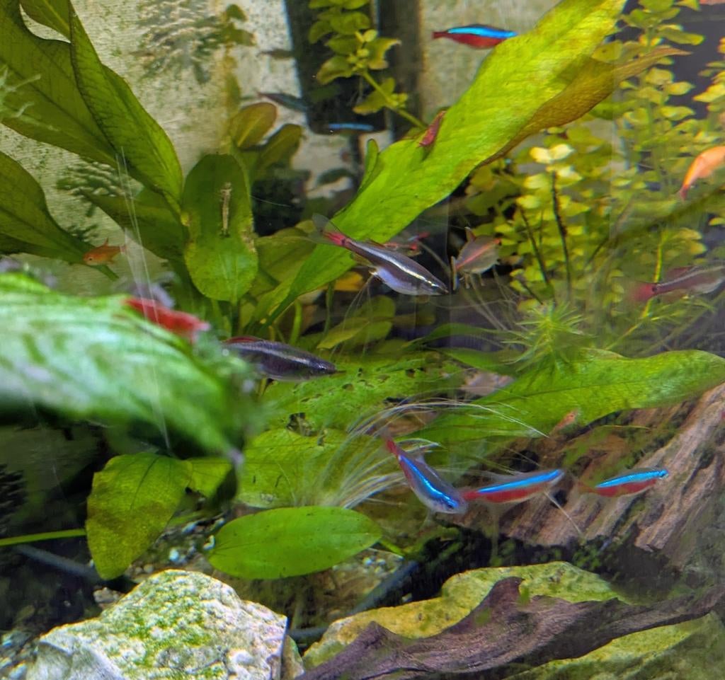 Aquarium compleet,, Dieren en Toebehoren, Vissen | Aquaria en Toebehoren, Ophalen, Inclusief vissen, Zo goed als nieuw, Gevuld zoetwateraquarium