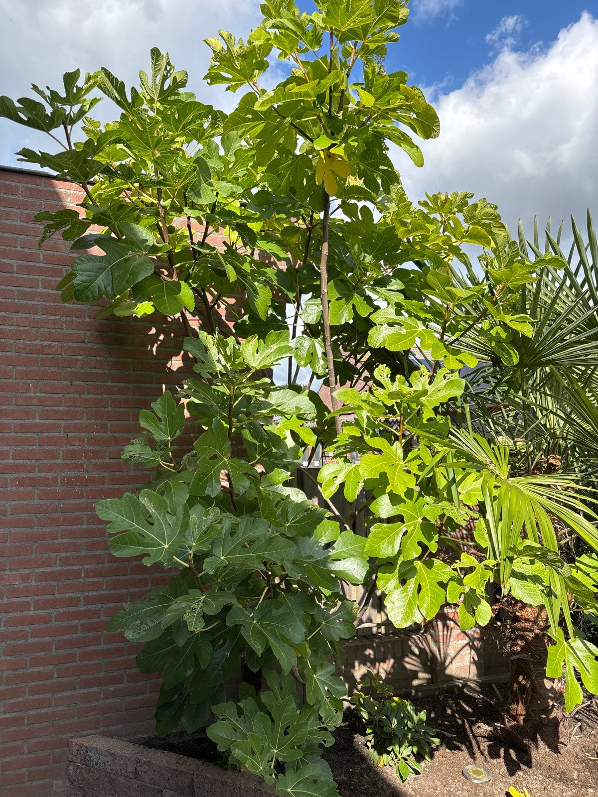 Grote Vijgenboom - Ficus Carica, Volle zon, 250 tot 400 cm, Zomer, Overige soorten