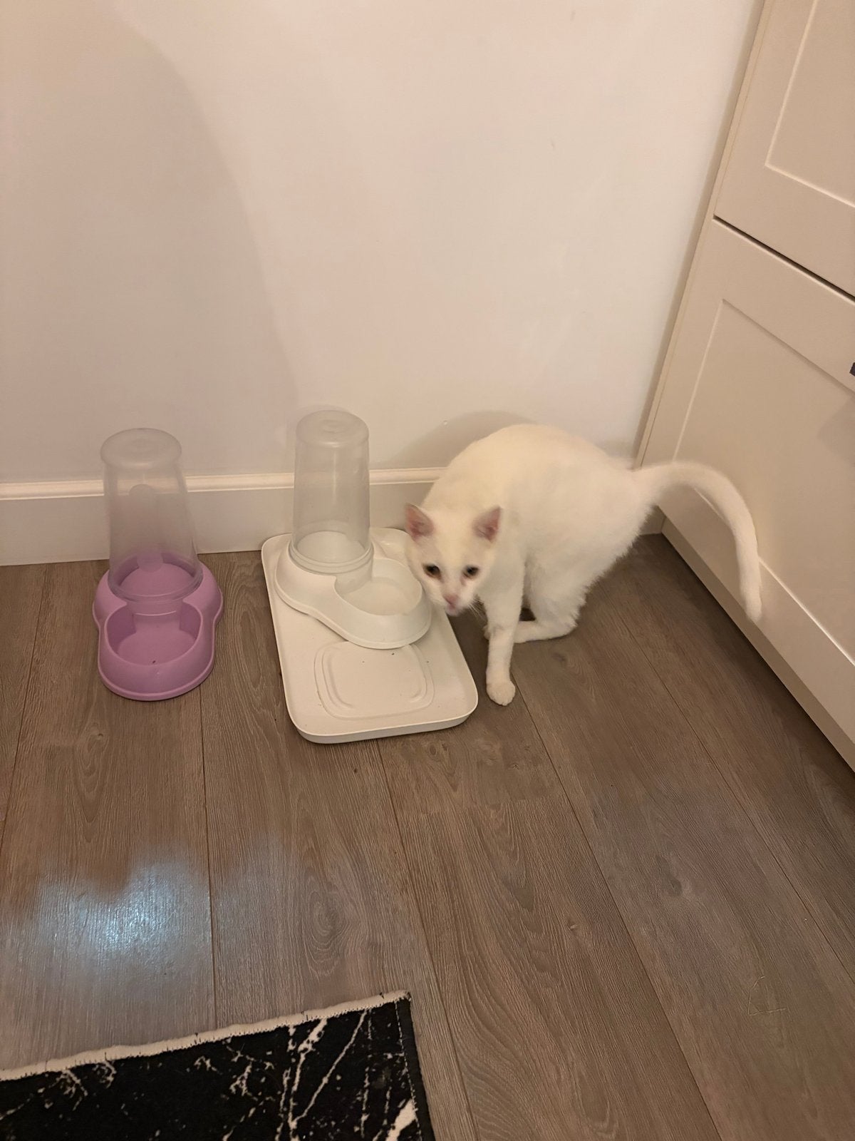 Gratis 2 poezen op zoek naar een nieuw huis, Poes, Kortharig, 0 tot 2 jaar
