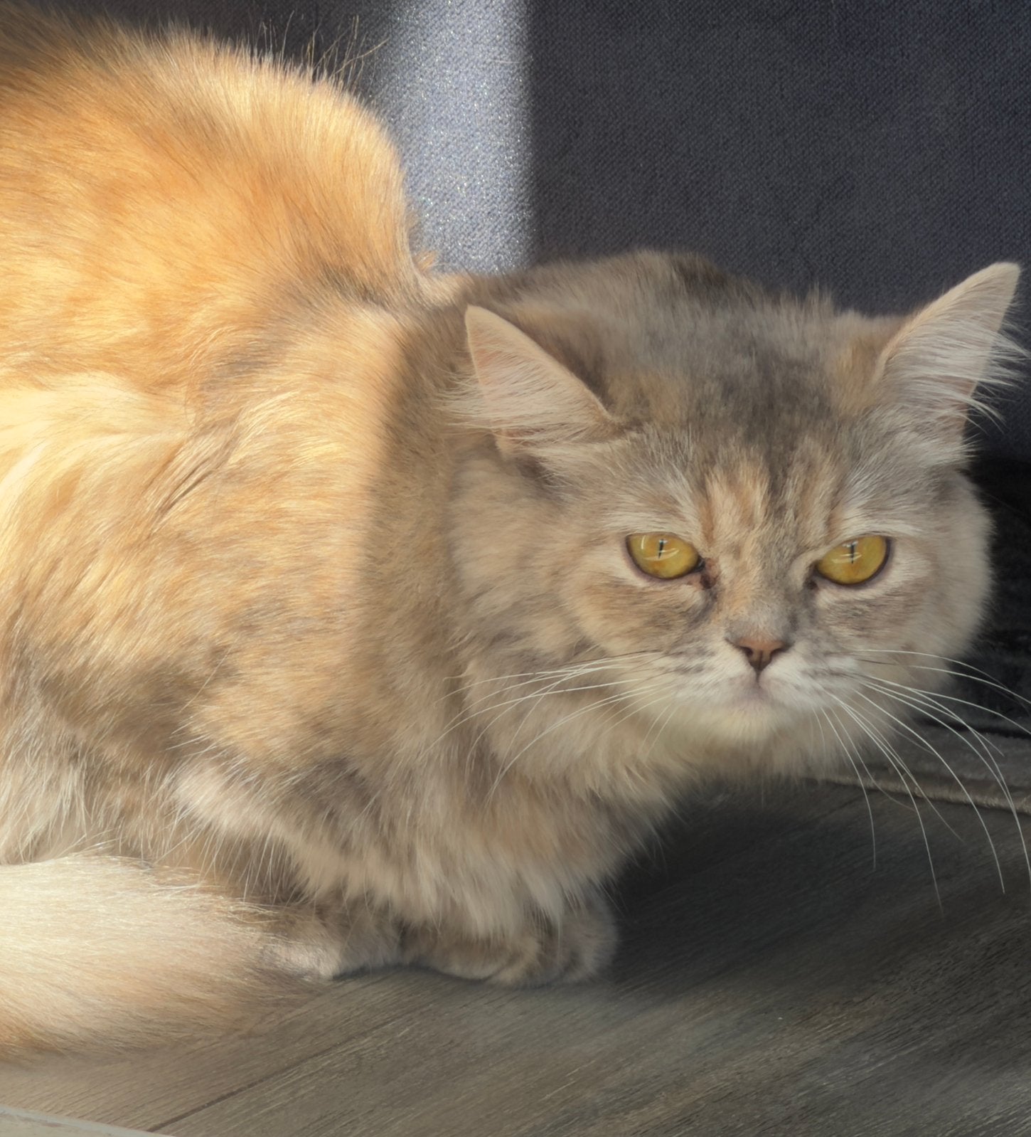 Lieve Siberische poes zoekt een liefdevol nieuw thuis ️, Poes, Langharig, 0 tot 2 jaar