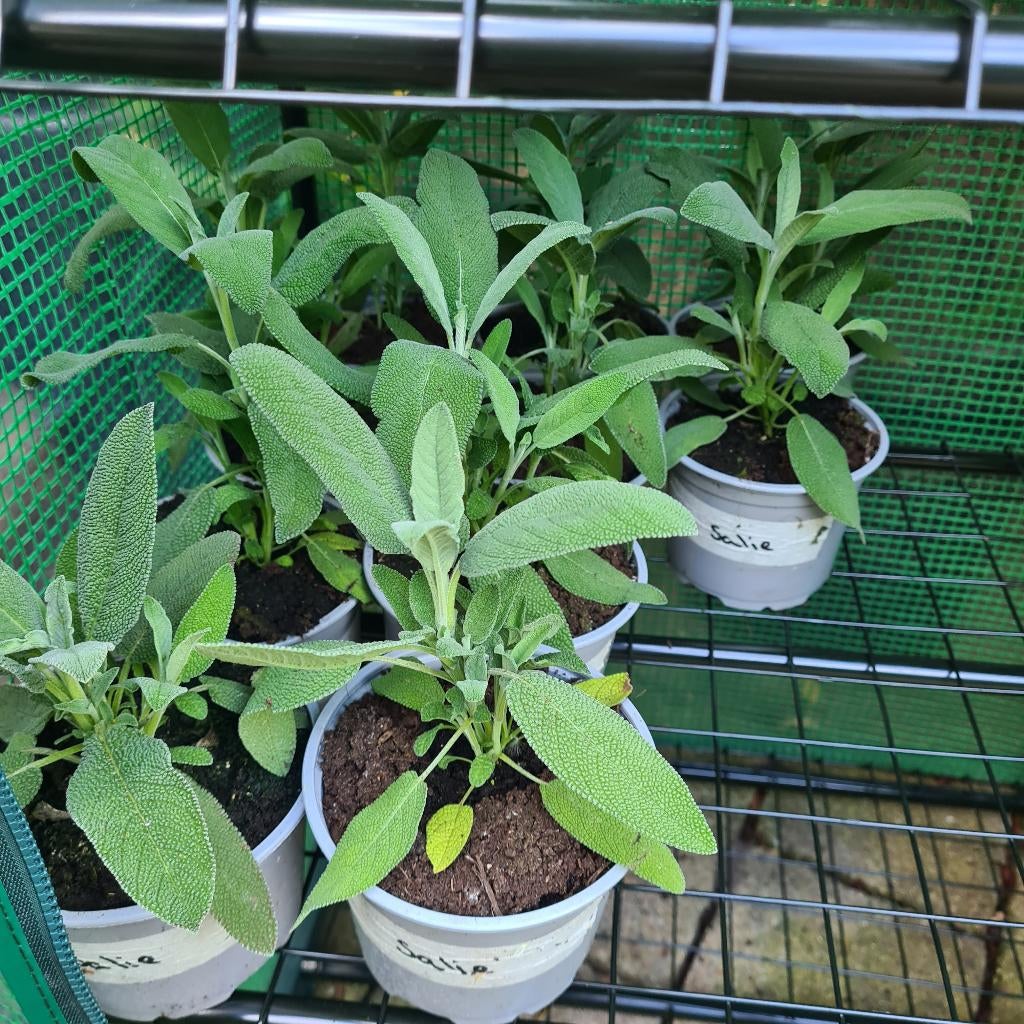 Salie planten, Volle zon, Vaste plant, Lente, Ophalen