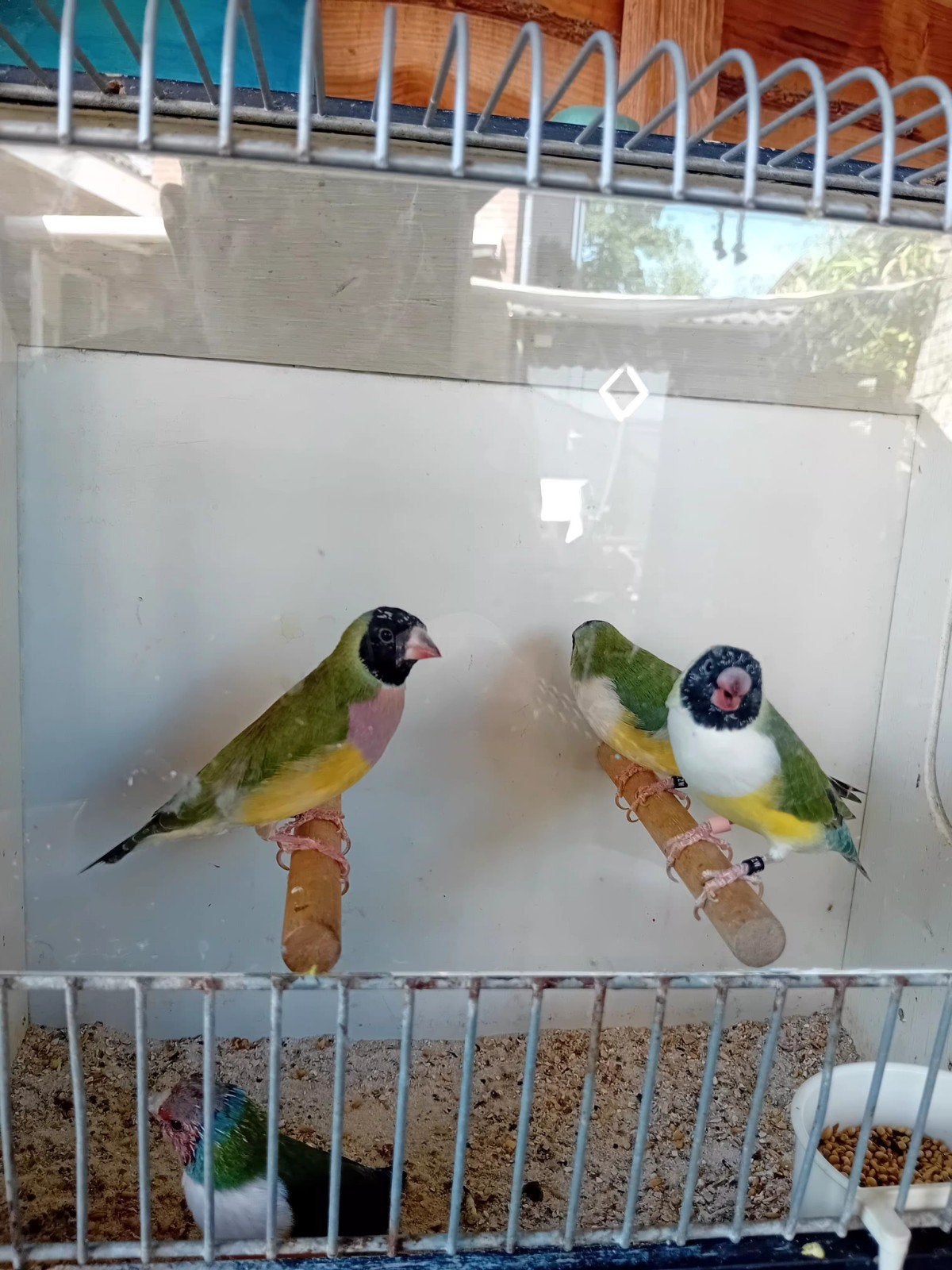 Goudamadines te koop, Dieren en Toebehoren, Vogels | Overige Vogels, Meerdere dieren