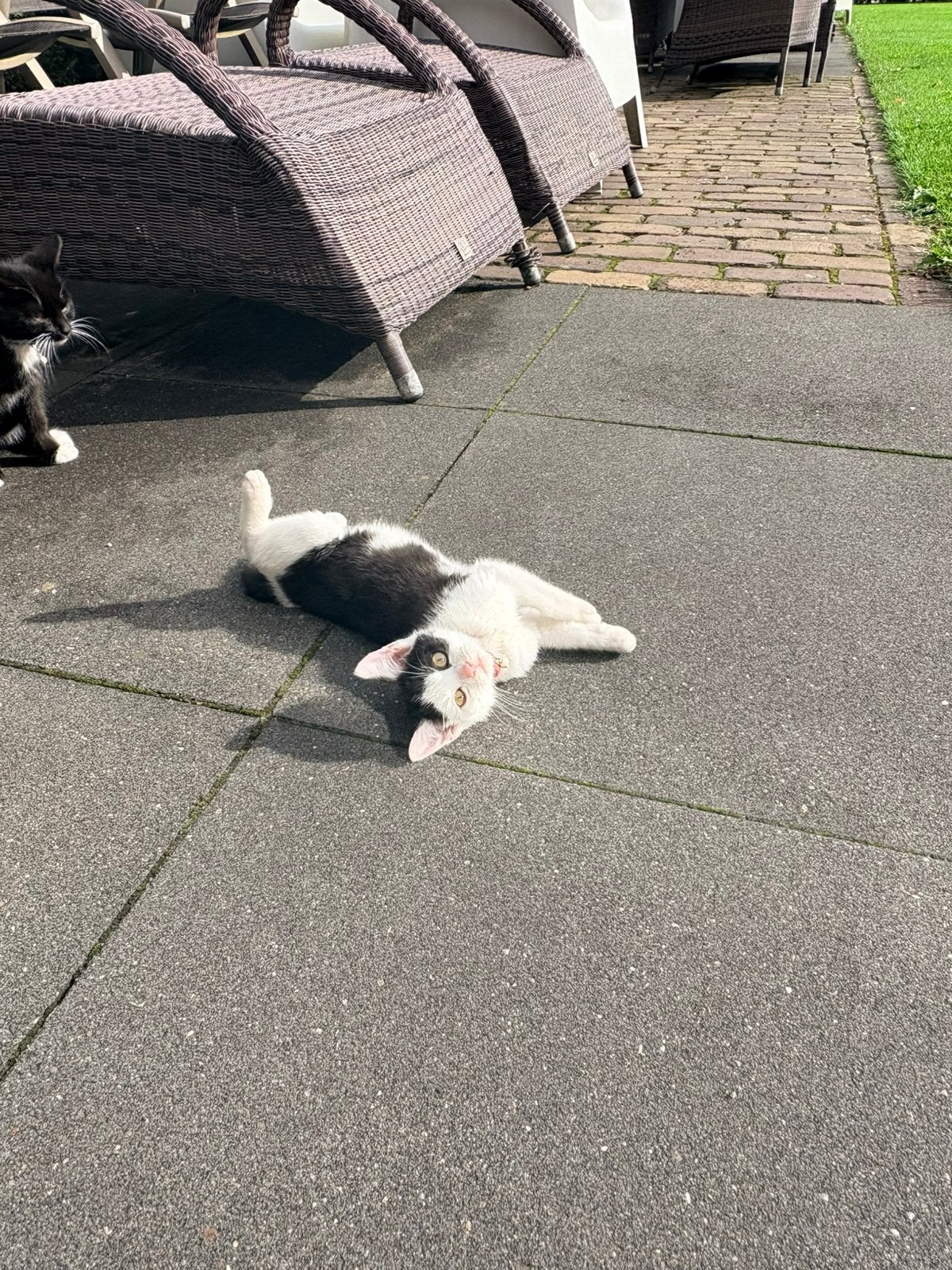 Kittens, Dieren en Toebehoren, Meerdere dieren, Kortharig, 0 tot 2 jaar