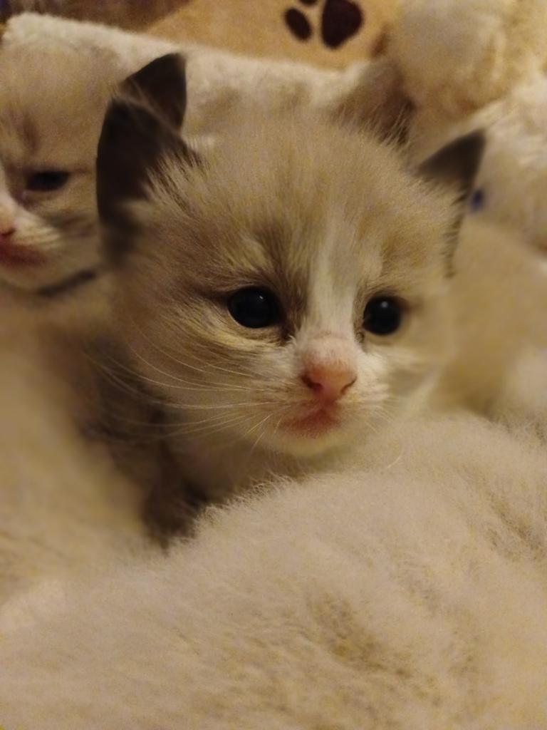 Ragdoll kittens zoeken een gouden mandje., Meerdere dieren