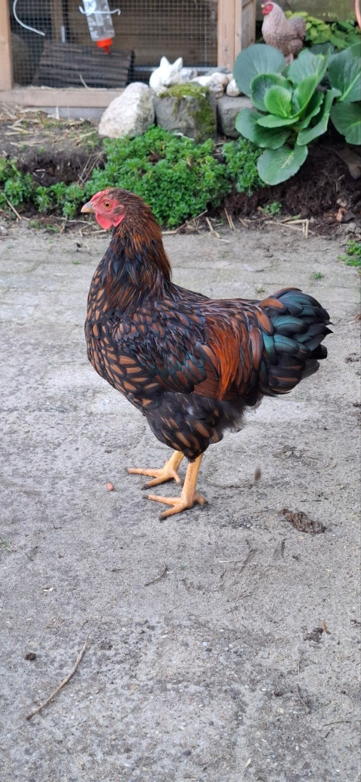 Mooie, wyandotte krielhaan goud zwart gezoomd, Dieren en Toebehoren, Mannelijk, Kip