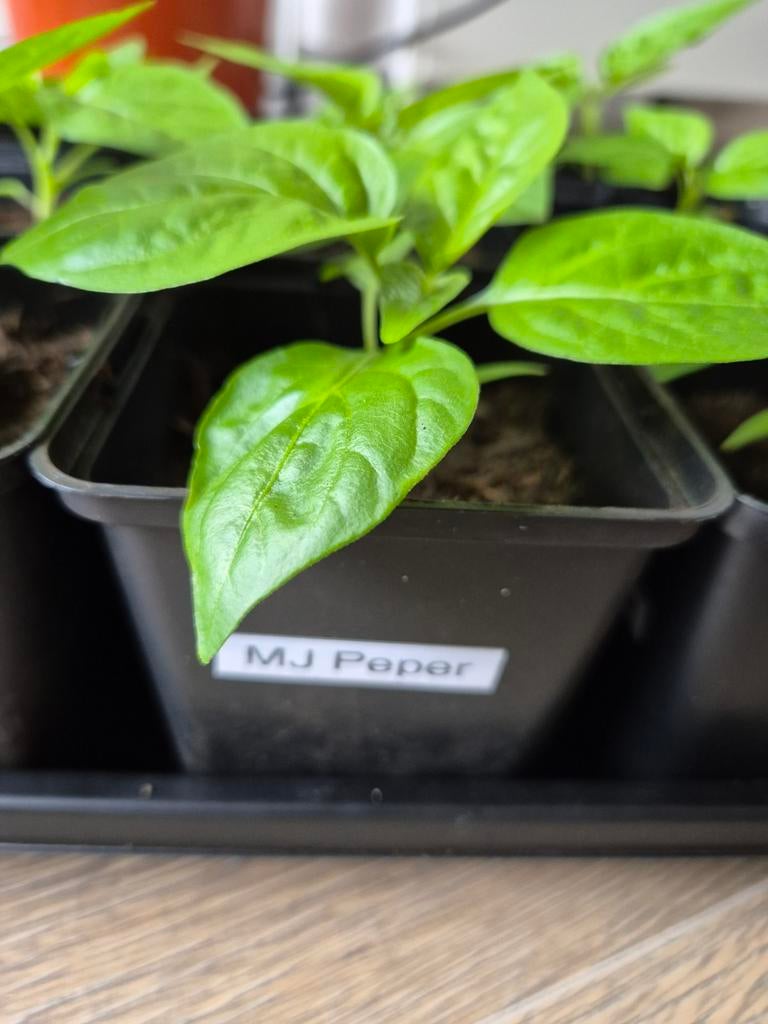 9 Madame Jeanette peperplantjes - Pittig en Vers!, Tuin en Terras, Planten | Tuinplanten, Ophalen, Volle zon, Groenteplanten, Eenjarig