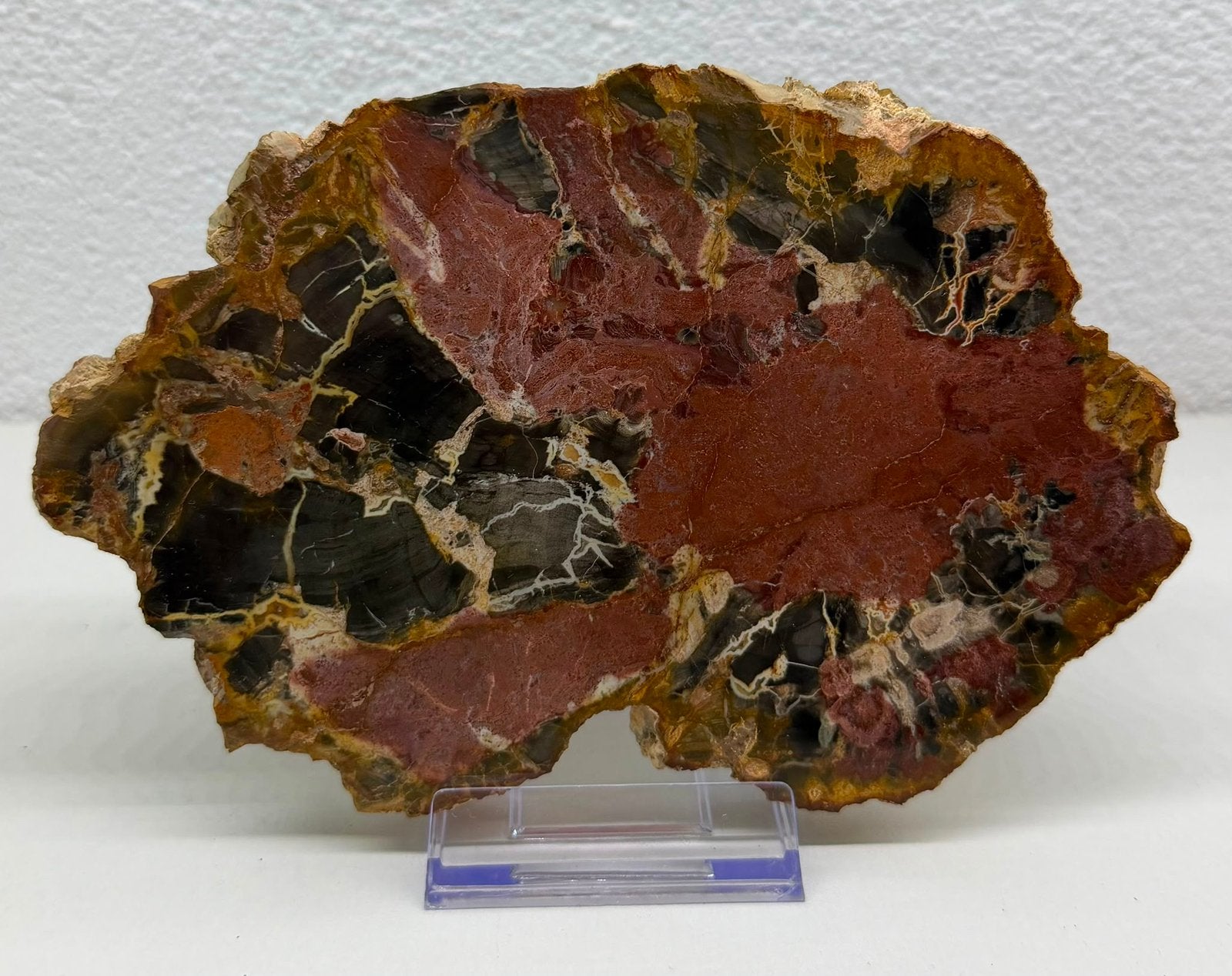 Versteend hout, Ophalen of Verzenden
