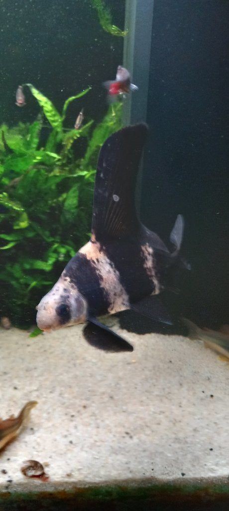 Tekoop 1 chinese zuigkarper, Dieren en Toebehoren, Vissen | Aquariumvissen, Vis, Zoetwatervis