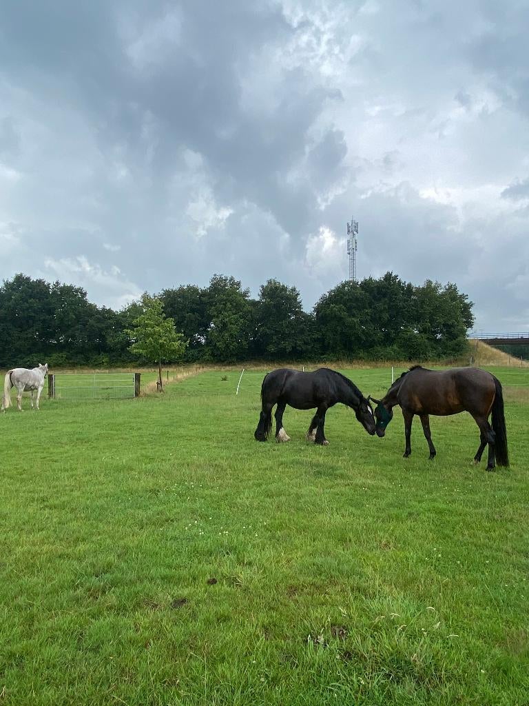Stalling aangeboden in Epe, Weidegang, 1 paard of pony
