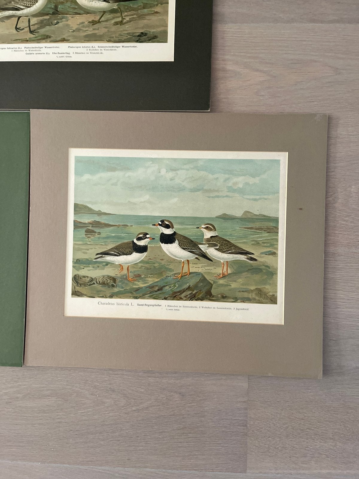 3 Oude Vogelplaten Zeefdrukken - Flora en Fauna, Antiek en Kunst, Kunst | Etsen en Gravures, Ophalen of Verzenden, Met passe-partout
