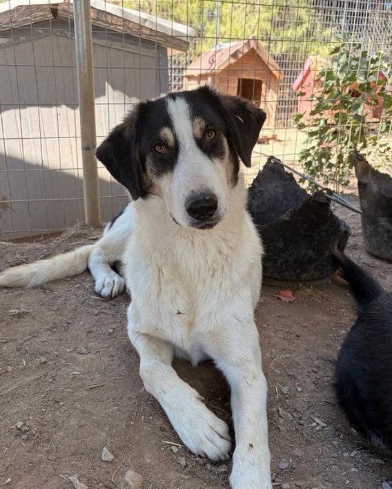 Woo – een vrolijke ontdekkingsreiziger, Dieren en Toebehoren, Honden | Niet-rashonden, Particulier, Reu, 1 tot 2 jaar, Buitenland