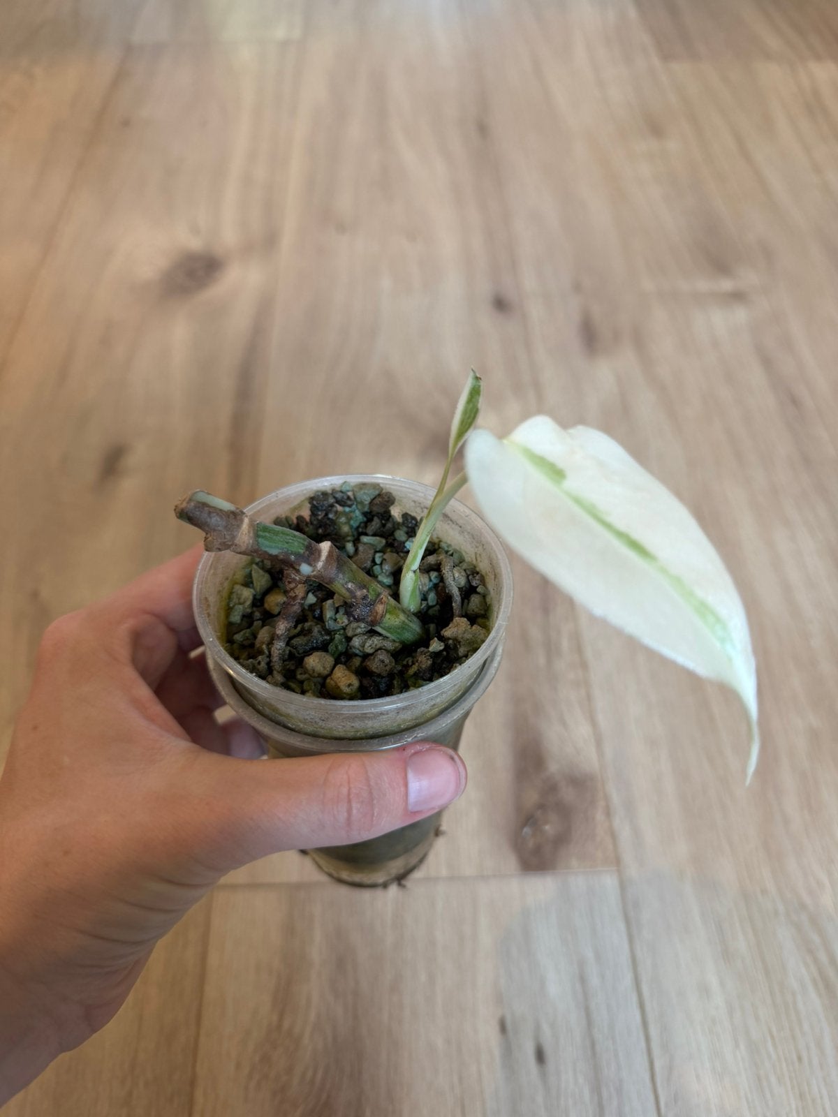Monstera albo, Huis en Inrichting, Kamerplanten, Ophalen of Verzenden, Halfschaduw, Minder dan 100 cm