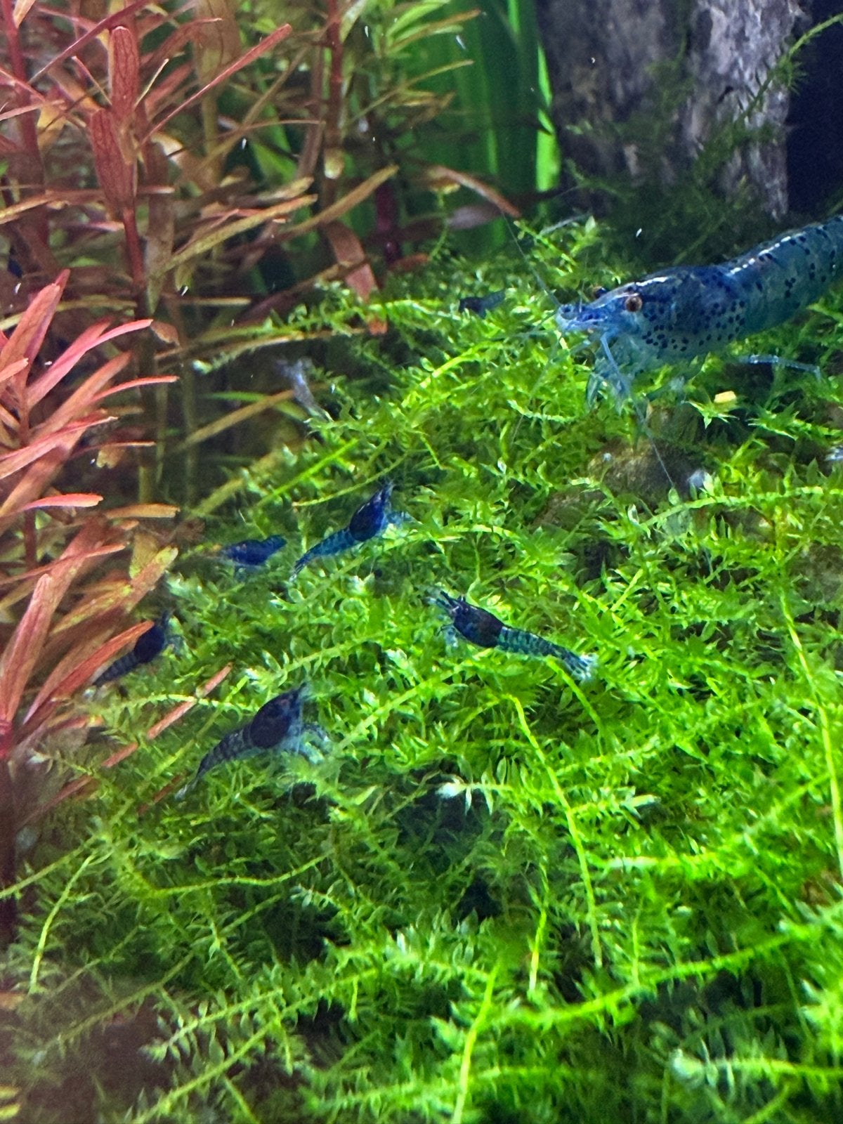 Blauwe garnalen, Dieren en Toebehoren, Kreeft, Krab of Garnaal, Zoetwatervis