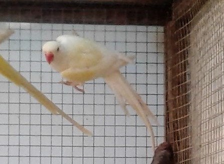 div+gervr, Meerdere dieren, Papegaai, Geringd