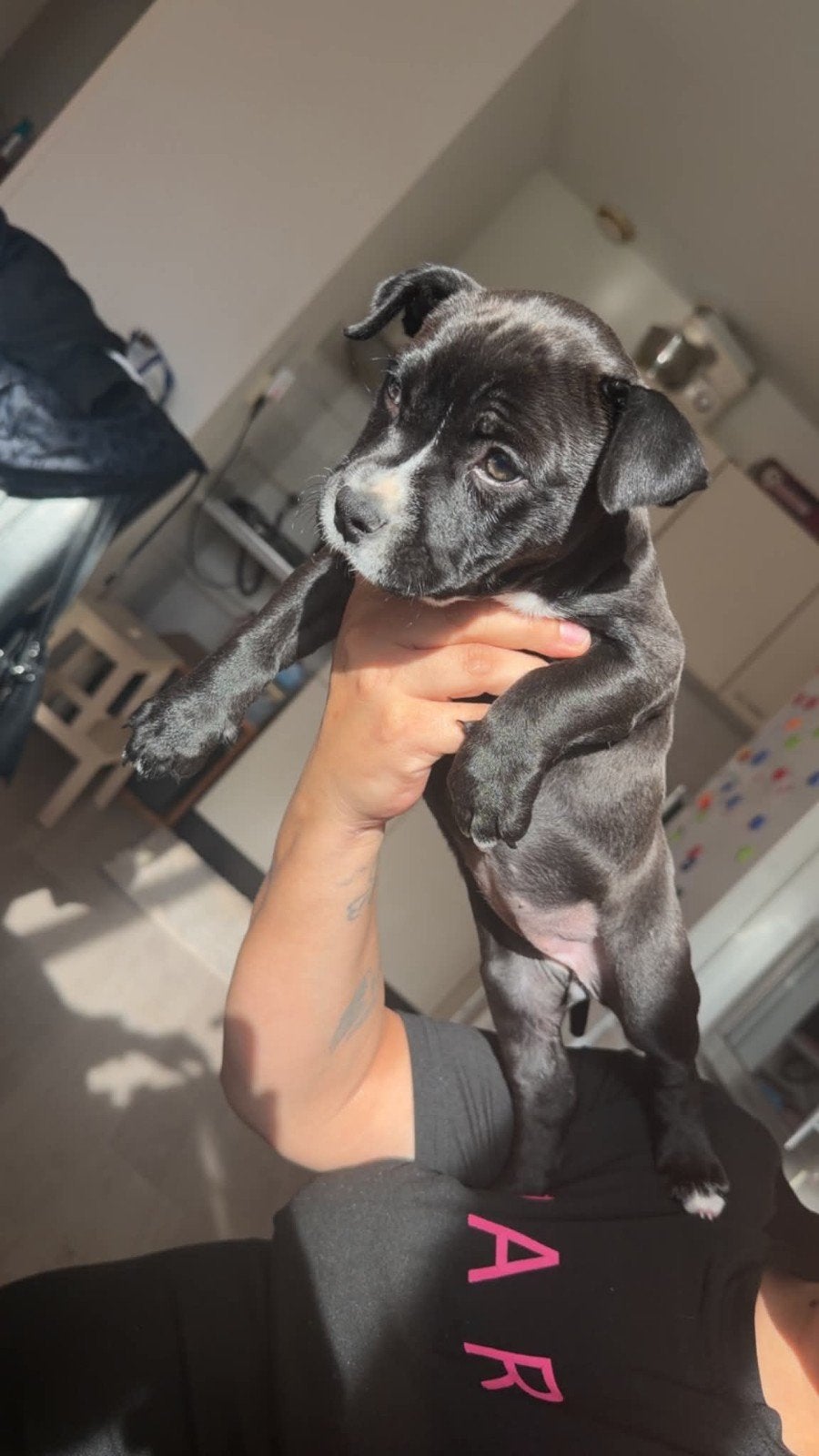 pocket bully puppy teefje, Dieren en Toebehoren, Parvo, 8 tot 15 weken, Teef, Eén hond