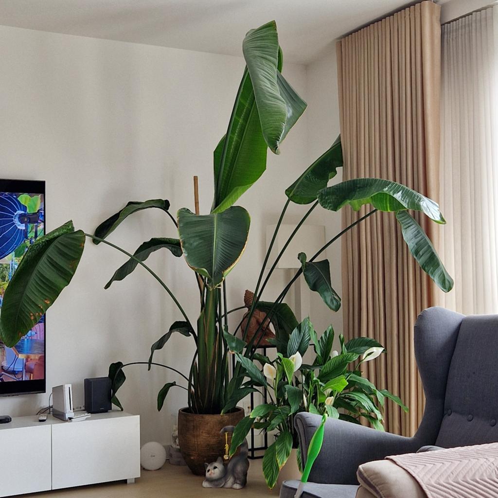 Grote Strelitzia plant (2.6m-3m) met pot, Ophalen, 200 cm of meer, Overige soorten, Halfschaduw