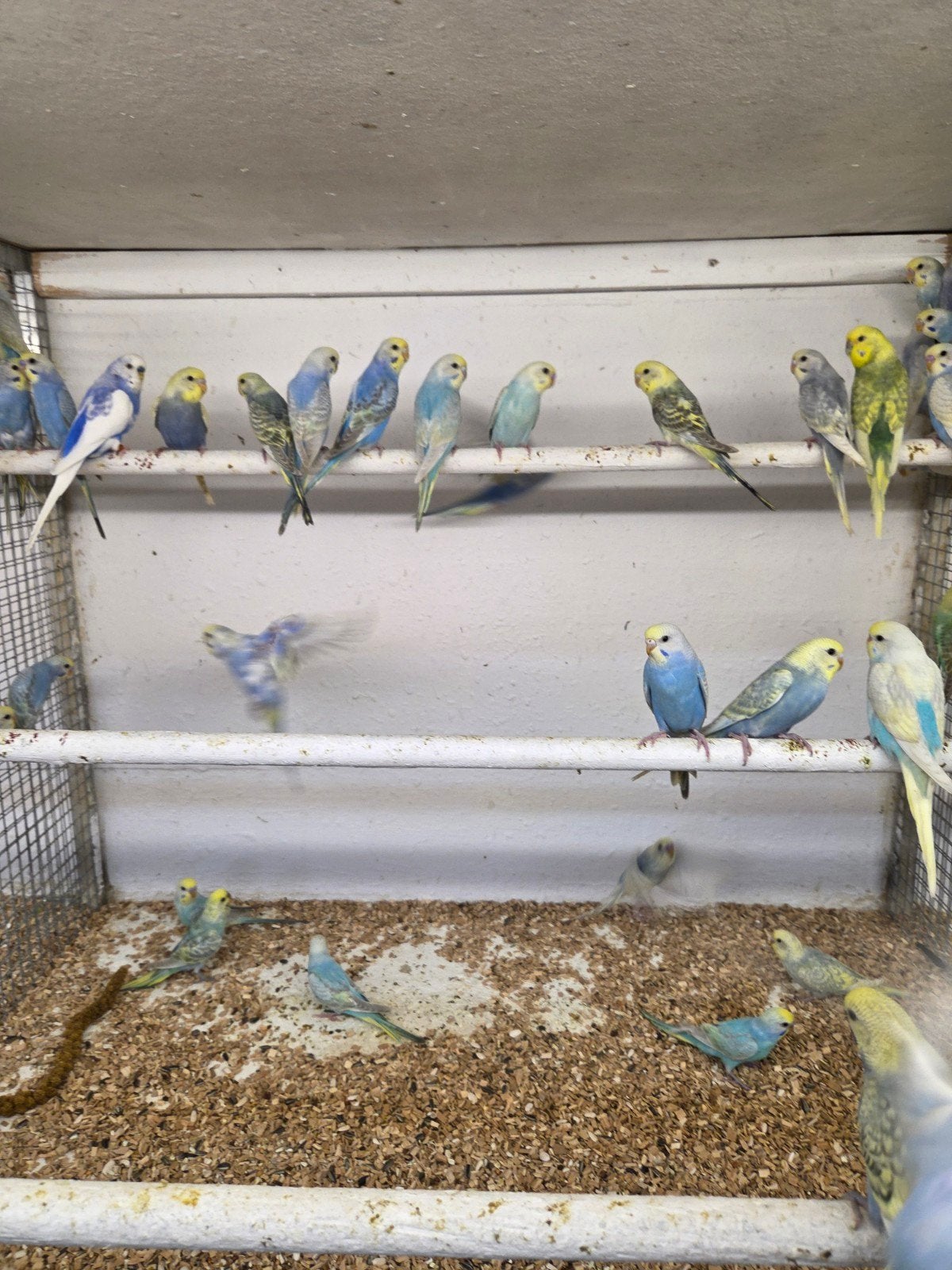 regenboog parkieten, Meerdere dieren, Parkiet