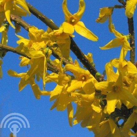 Forsythia intermed. Spectabilis Chinees klokje bloeiend hout, Overige soorten, Volle zon, Vaste plant, Ophalen of Verzenden