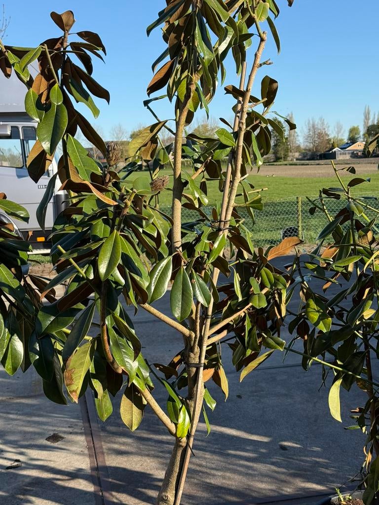 Magnolia grandiflora grote stuiken  lopen volop uit super, Ophalen, Overige soorten, Struik, 100 tot 250 cm