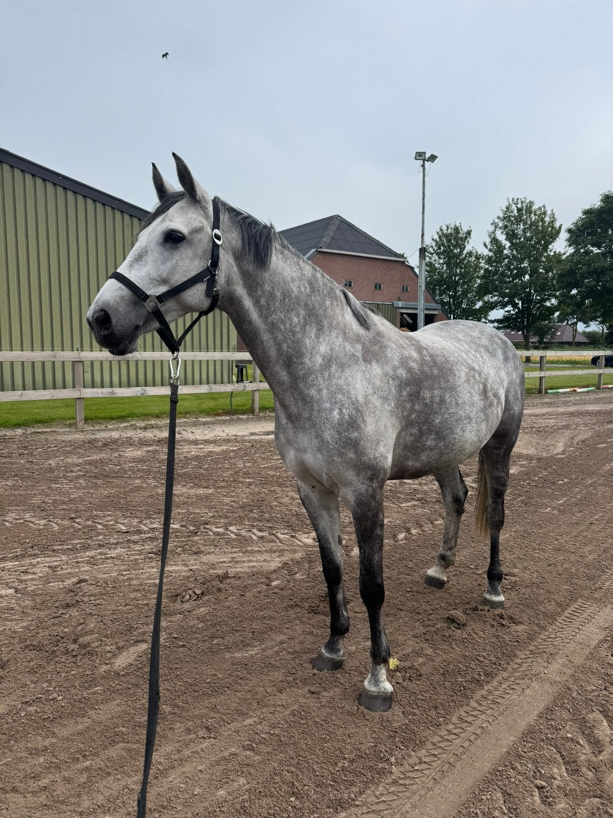 7 jarige spring merrie, Dieren en Toebehoren, Paarden, Merrie, Springpaard, 7 tot 10 jaar