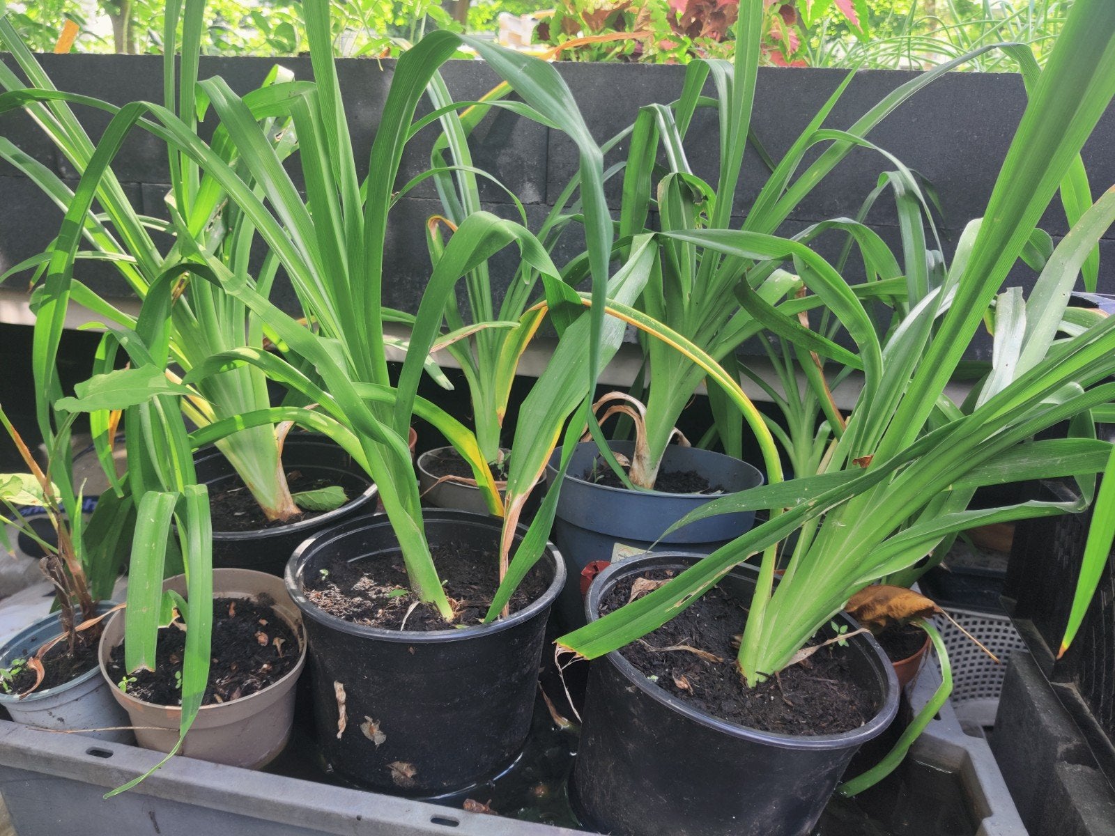 1 dags lelie Oranje, Tuin en Terras, Vijvers, Ophalen