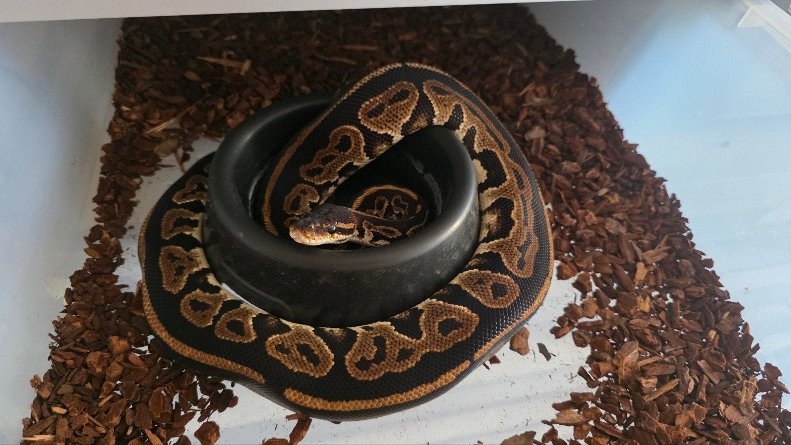 KoningsPython Black Pastel Het Ultramel man, Slang, Tam, 0 tot 2 jaar