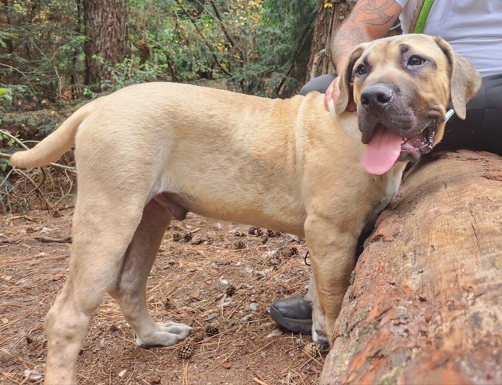 Boerboel pup reu, Dieren en Toebehoren, Honden | Bulldogs, Pinschers en Molossers, Parvo, 15 weken tot 1 jaar, Eén hond, Nederland