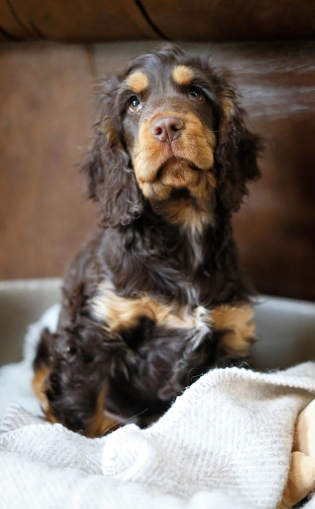 Gezocht Cocker Spaniel pup, Dieren en Toebehoren, Reu, 8 tot 15 weken, Parvo, Eén hond