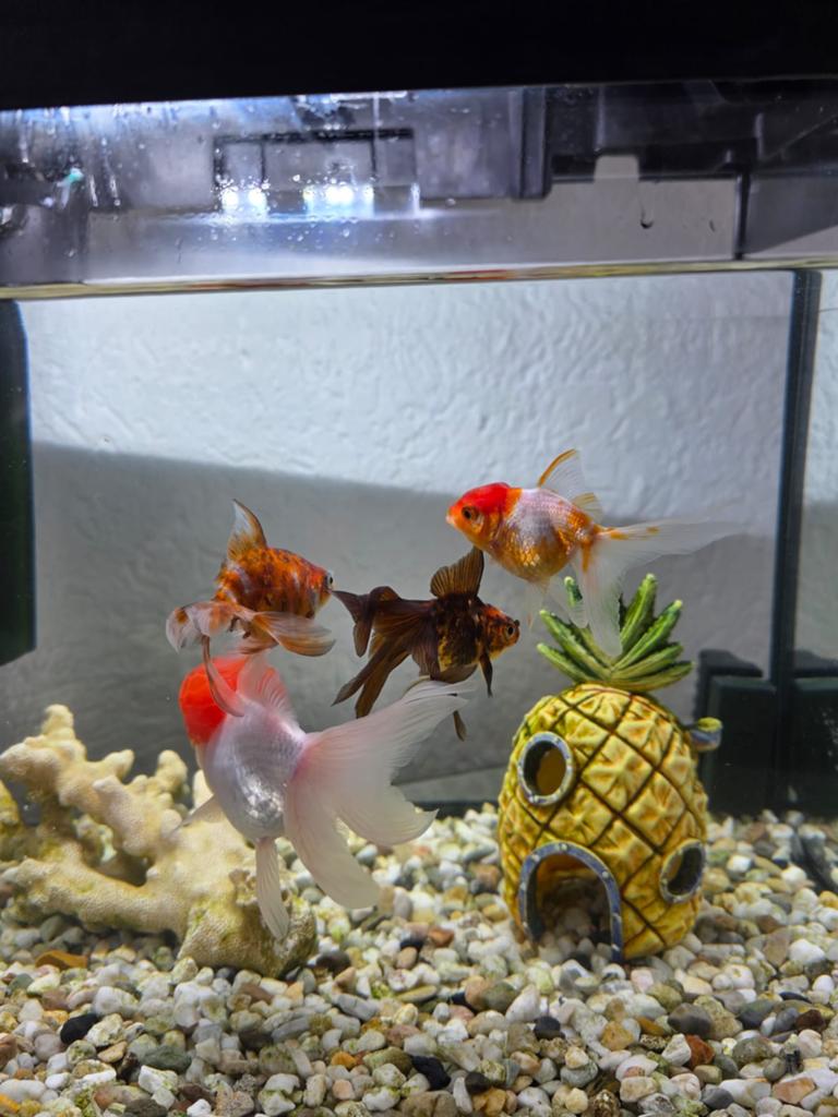 Aquarium met vissen, Dieren en Toebehoren, Vissen | Aquariumvissen, Vis