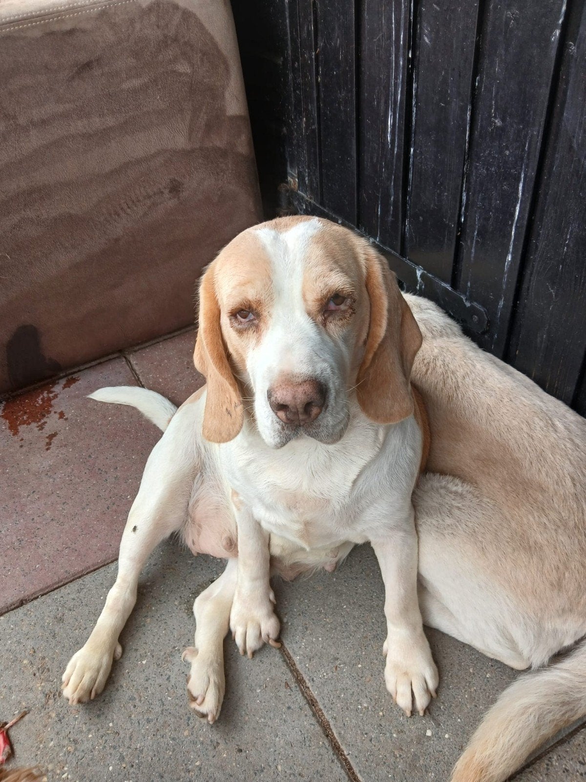 Lieve Beagle zoekt goudenmand., Rabiës (hondsdolheid), Teef, Eén hond, 3 tot 5 jaar