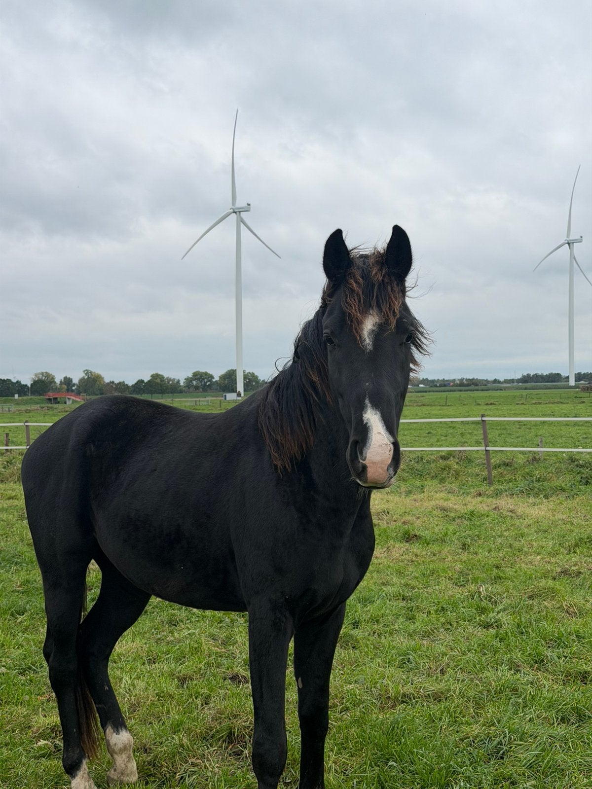 2,5 jarige KWPN hengst van Extreme U.S., Met stamboom, Dressuurpaard, 0 tot 2 jaar, Hengst