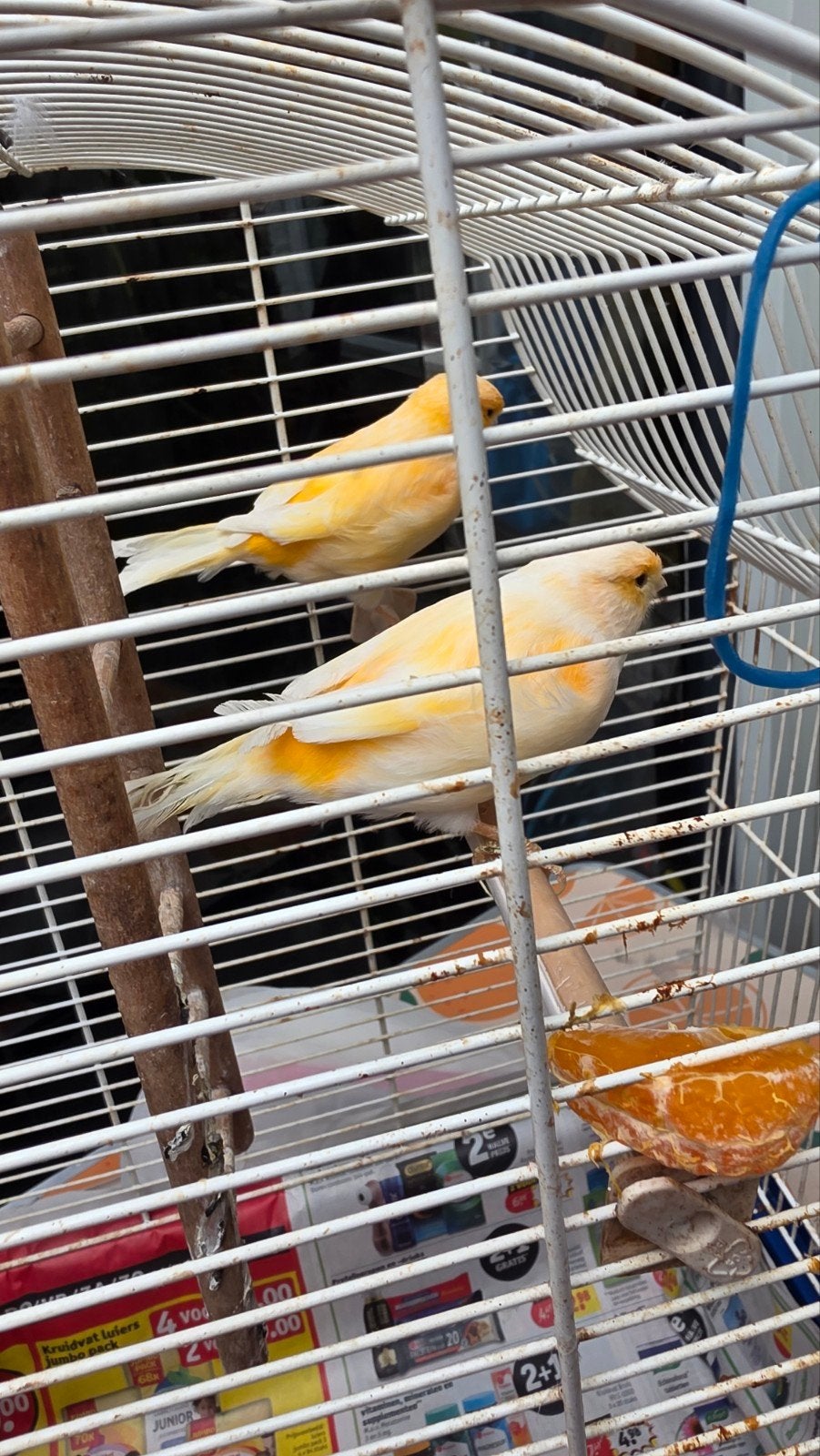 kanaries2, Dieren en Toebehoren, Meerdere dieren, Kleurkanarie