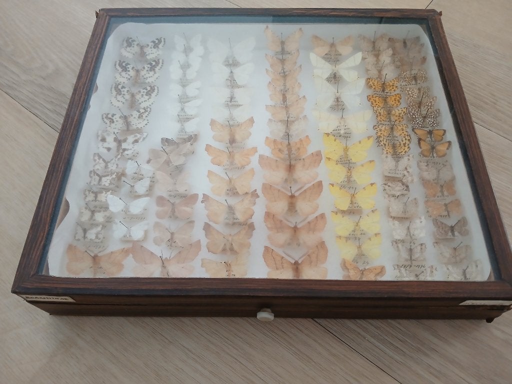 Antieke vitrine met vlinders - unieke collectie, Ophalen, Gebruikt, Insect, Opgezet dier