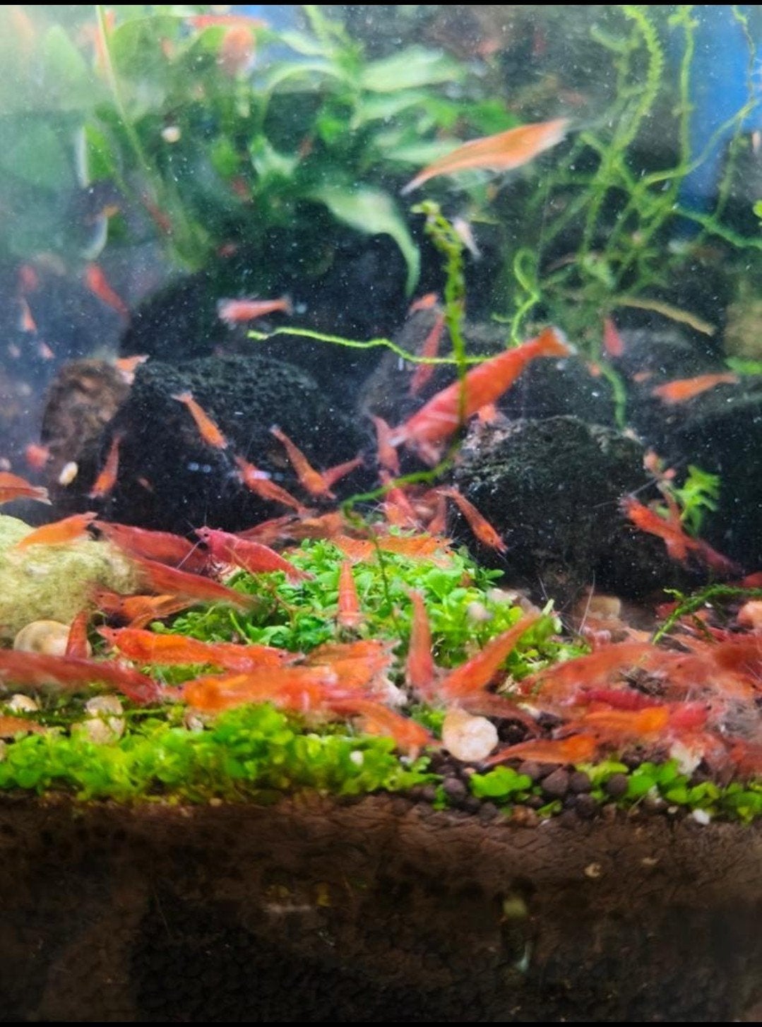 Rode Bloody Mary Garnalen (verzending mogelijk), Dieren en Toebehoren, Vissen | Aquariumvissen, Kreeft, Krab of Garnaal