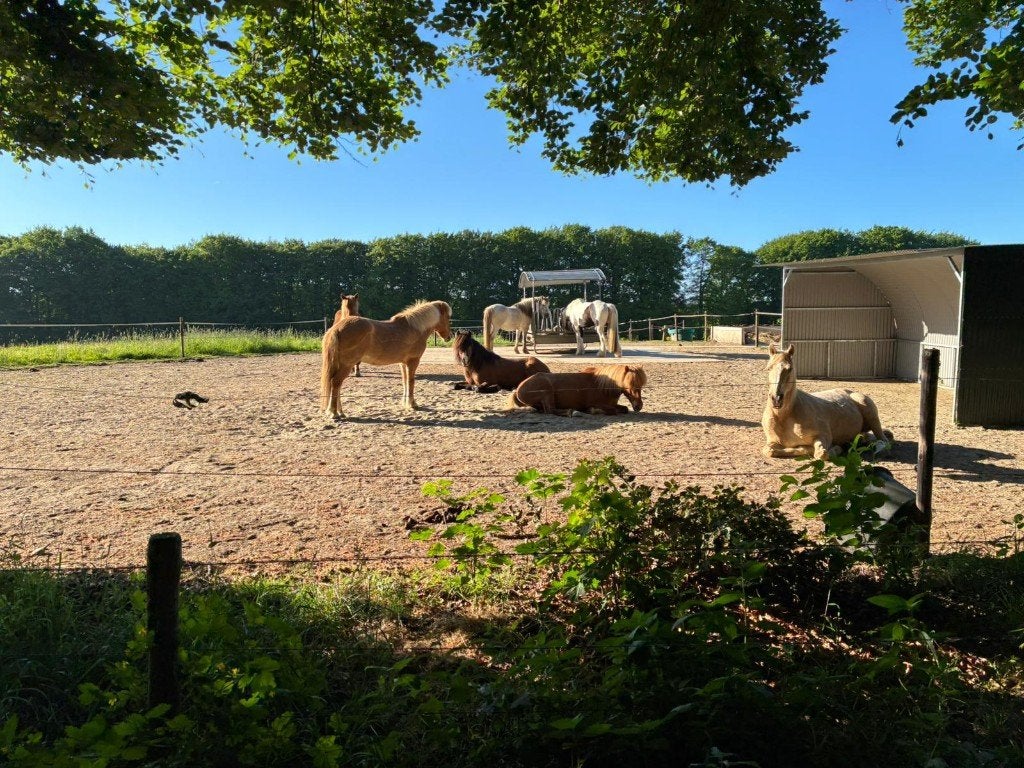 Weideplek voor pony – 24/7 buiten op track – Berg en Dal, Stalling, 2 of 3 paarden of pony's
