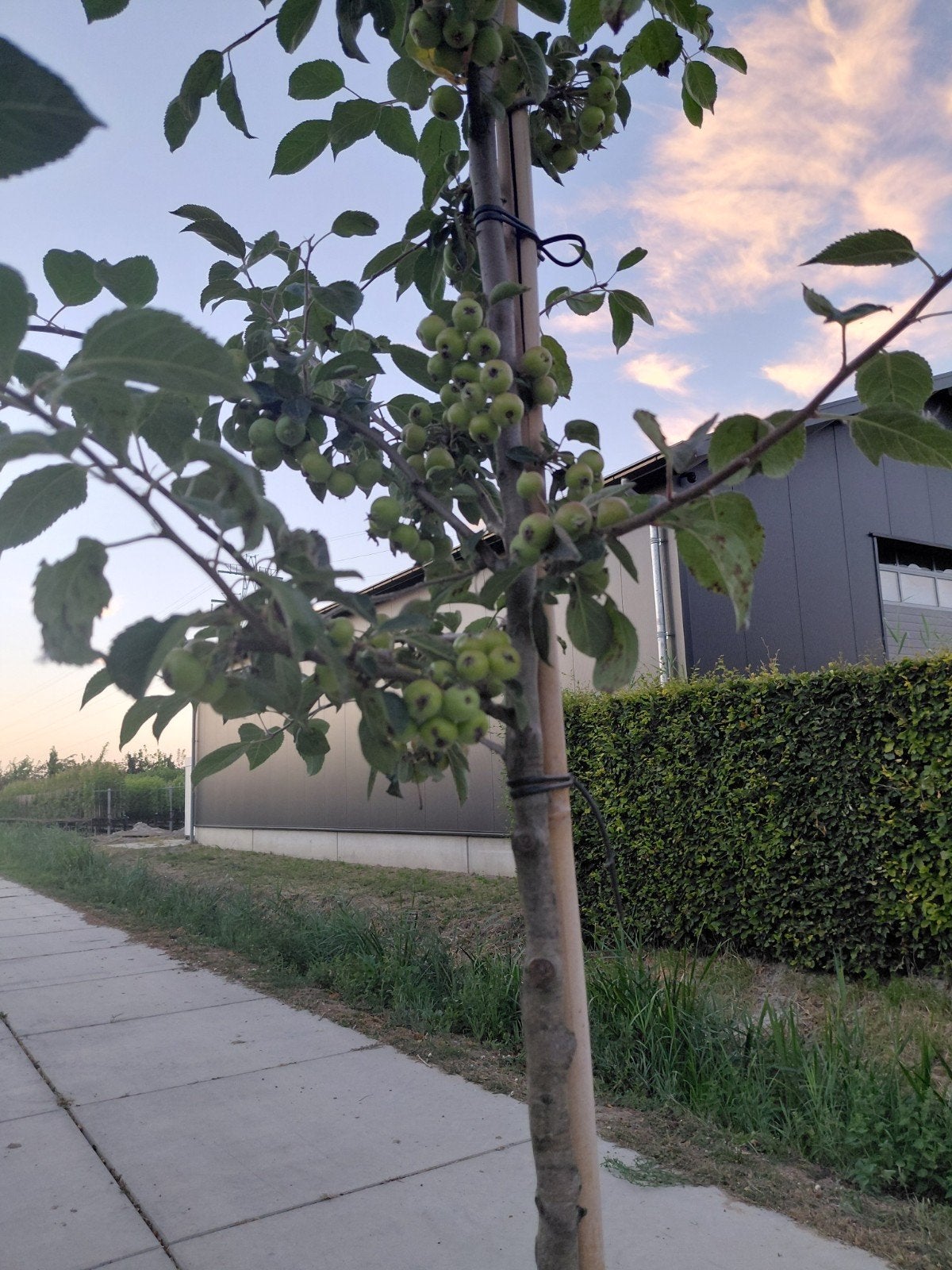malus evereste, Tuin en Terras, Planten | Bomen, Overige soorten, Lente, 250 tot 400 cm, Ophalen