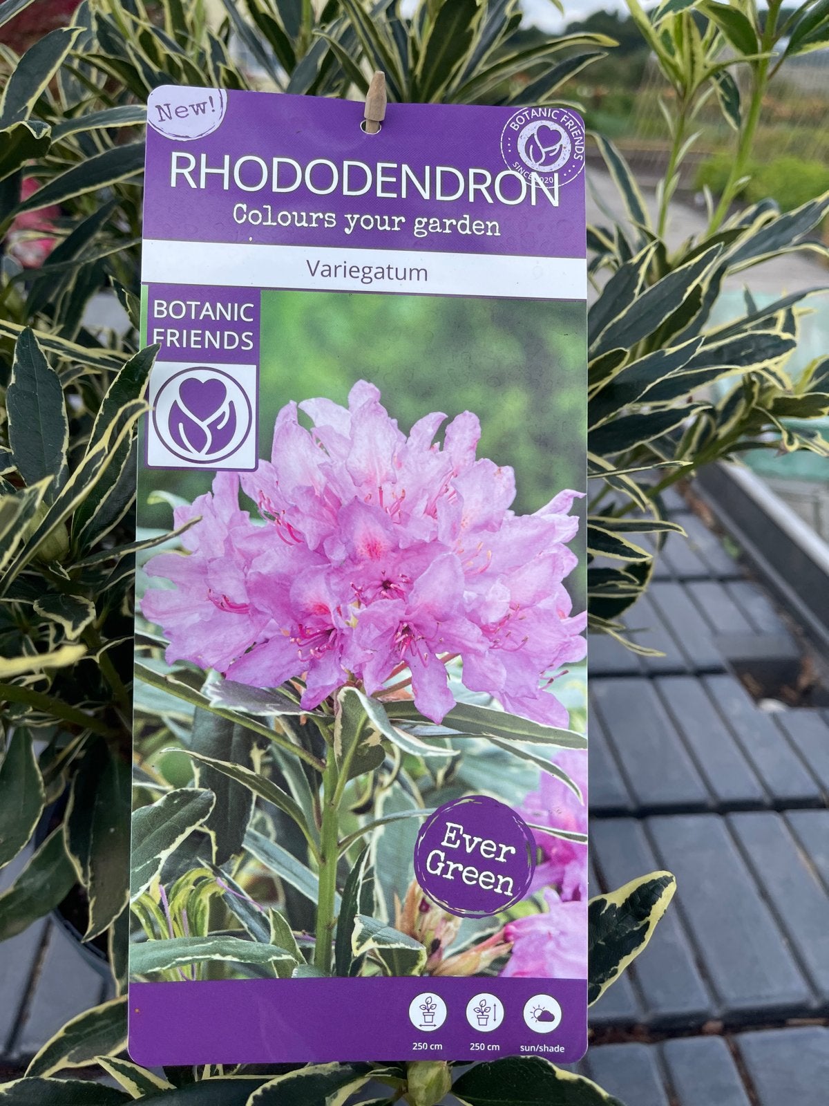 Rhododendron 'Variegatum' - Winterharde Vaste Plant, Volle zon, Vaste plant, Lente, Ophalen